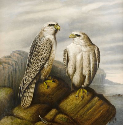 Faucons gerfauts sur un rebord rocheux - Joseph Wolf